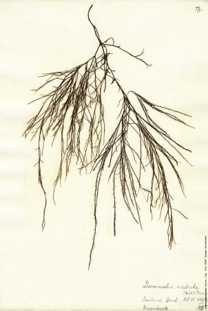 Desmarestia aculeata_ Fott.jpg
